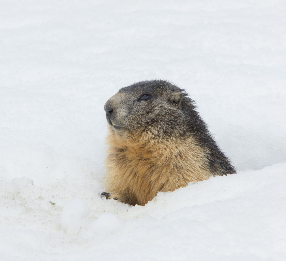 Illustration featuring a megaphone, bananas, football flag, winter hat, and a tent, all arranged in a colorful, abstract pattern.